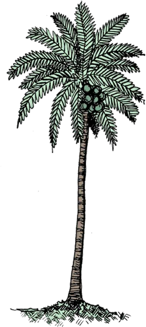 Stylized Coconut Tree Illustration PNG Image