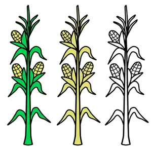 Stylized Corn Stalks Illustration PNG Image