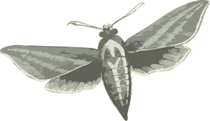 Stylized Moth Illustration PNG Image