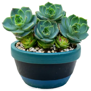 Succulent Care Tips Png 32 PNG Image