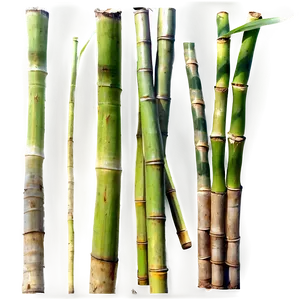 Sugarcane D PNG Image