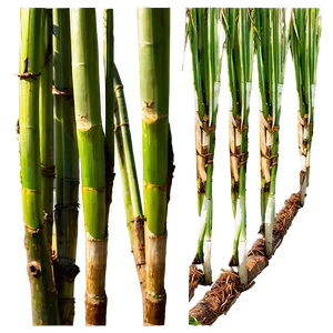 Sugarcane Plantation View Png Xxy PNG Image