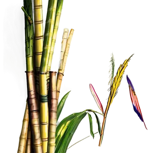 Sugarcanes In Sunny Field Png Ydp93 PNG Image