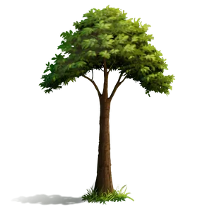 Summer Tree Elevation Png 06262024 PNG Image