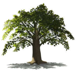 Summer Tree Shadow Png Syk PNG Image