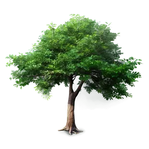 Summer Tree Top View Png Sfd PNG Image