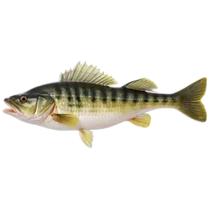 Summer Walleye Fishing Png Gsf47 PNG Image