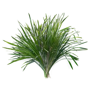 Summer Wild Grass Png Juk57 PNG Image