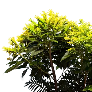 Sun Loving Shrubs Png Hri PNG Image