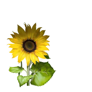 Sunflower Art Transparent Png 60 PNG Image