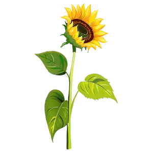 Sunflower Art Transparent Png 84 PNG Image