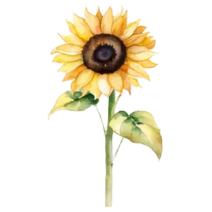 Sunflower Beauty Watercolor Art Png Djj PNG Image