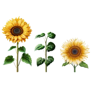 Sunflower Clipart No Background Png 61 PNG Image