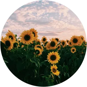 Sunflower_ Field_at_ Dusk PNG Image