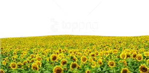 Sunflower Fieldwith Logo Overlay PNG