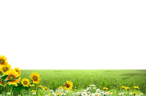 Sunflower Meadow Background PNG Image