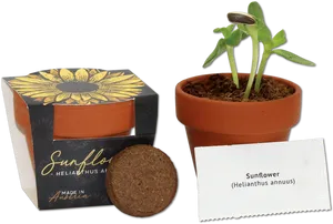 Sunflower Seedling Grow Kit PNG Image