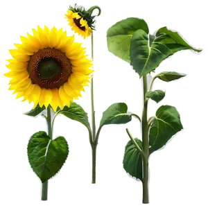 Sunflower Silhouette Transparent Png 61 PNG Image