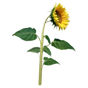 Sunflower Stem Png 67 PNG Image