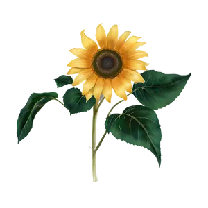 Sunflower Transparent Clip Png 13 PNG Image