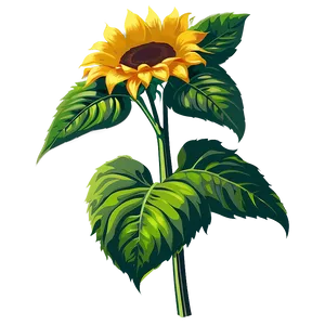 Sunflower Vector Transparent Png Nbv69 PNG Image