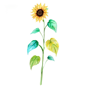 Sunflower Watercolor B PNG Image