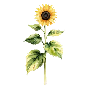 Sunflower Watercolor C PNG Image