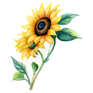 Sunflower Watercolor D PNG Image