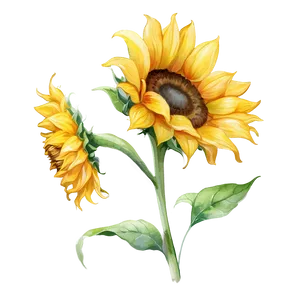 Sunflower Watercolor Illustration Png Egv67 PNG Image