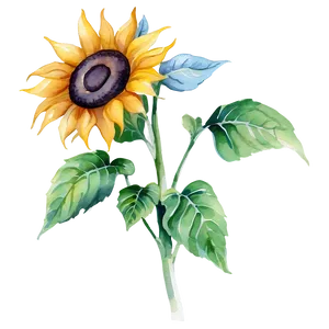 Sunflower Watercolor Image Png Scj PNG Image