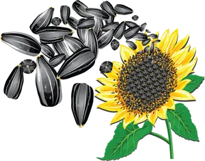 Sunflowerand Seeds Clipart PNG Image