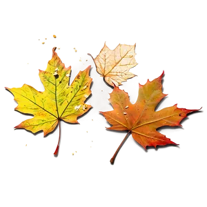 Sunlit Fallen Leaves Png 7 PNG Image