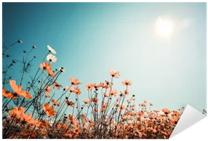 Sunlit Flower Field Sky PNG Image