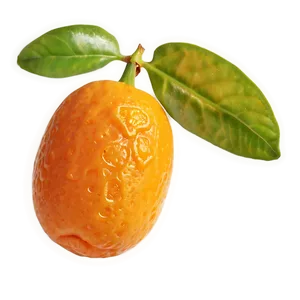 Sunlit Kumquat Png 48 PNG Image