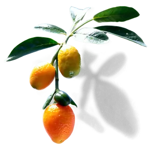 Sunlit Kumquat Png 92 PNG Image