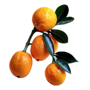 Sunlit Kumquat Png 97 PNG Image