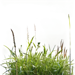 Sunlit Wild Grass Png 17 PNG Image