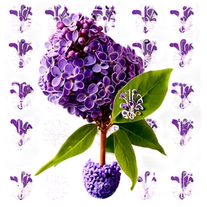 Sunny Lilac Png 06122024 PNG Image