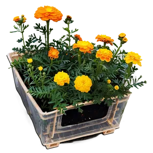 Sunny Marigold Field Png Rye PNG Image