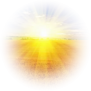 Sunrise Over Golden Field PNG Image