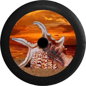 Sunset_ Shell_ Viewpoint PNG Image