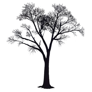 Sunset Tree Silhouette Png Doj PNG Image