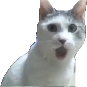 Surprised Cat Meme PNG Image