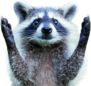 Surprised Raccoon Raising Hands PNG Image