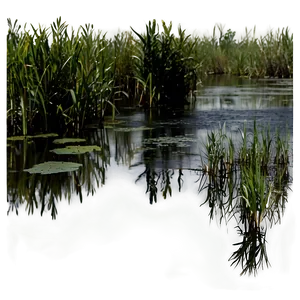 Swamp C PNG Image