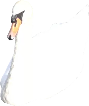 Swan With Dog Face.png PNG Image