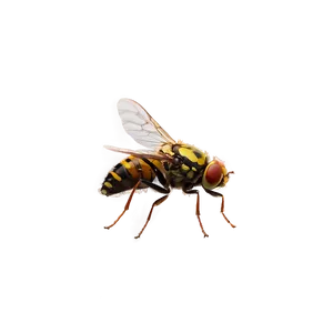 Swarming Flies Png Jpy91 PNG Image