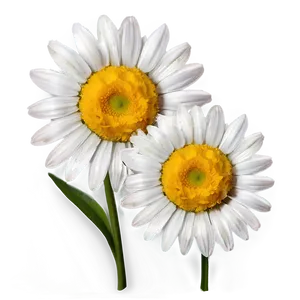 Sweet Daisy Graphic Png 06202024 PNG Image