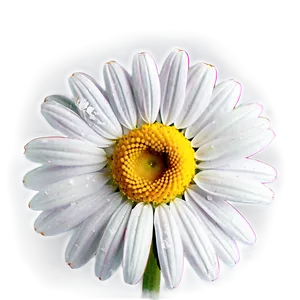 Sweet Daisy Graphic Png 1 PNG Image