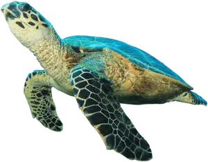 Swimming Sea Turtle Transparent Background PNG